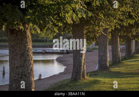 Fila di alberi vicino al lago in francia Foto Stock