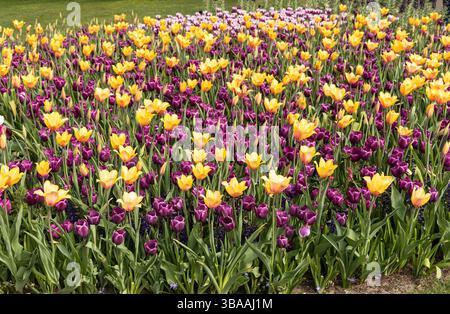 Mostra di tulipani a Keukenhof, vicino ad Amsterdam, Olanda Foto Stock