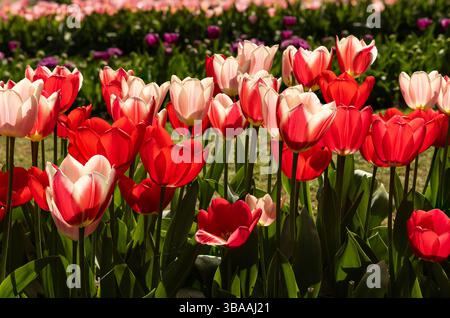 Mostra di tulipani a Keukenhof, vicino ad Amsterdam, Olanda Foto Stock