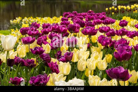 Mostra di tulipani a Keukenhof, vicino ad Amsterdam, Olanda Foto Stock