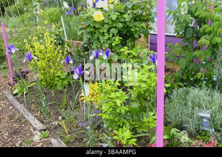 Luminoso e bellissimo letto di fiori in un giardino di allotment bizzarro, caratterizzato da Iris in fiore, rose e un variopinto mix di piante da giardino cottage Foto Stock
