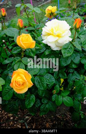 Rose gialle e bianche in fiore dopo la pioggia in giardino Foto Stock