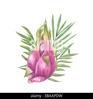 Frutto di drago rosa intero con foglie di palma lussureggianti sfondo isolato per illustrazione ad acquerello. Composizione tropicale per marchio tropicale, sano Foto Stock