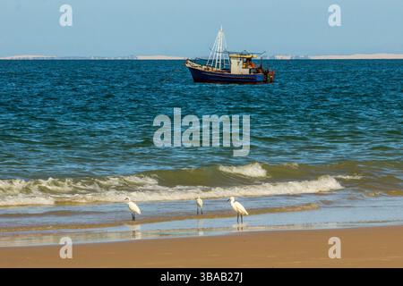 Piccole egrette bianche sulla spiaggia di Inhassoro in Mozambico con una barca da pesca sullo sfondo. Foto Stock