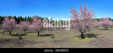 Mandorli in fiore - panorama dei frutteti sulle montagne per Gran Canaria Foto Stock