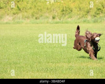 Lo spaniel di cioccolato marrone gioca e salta per la palla in un campo verde. Foto Stock