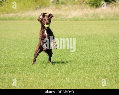 Lo spaniel di cioccolato marrone gioca e salta per la palla in un campo verde. Foto Stock