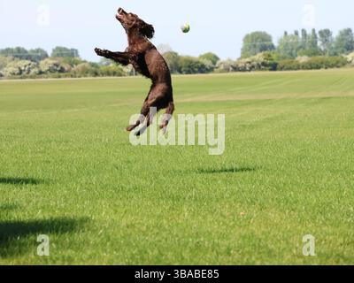 Lo spaniel di cioccolato marrone gioca e salta per la palla in un campo verde. Foto Stock