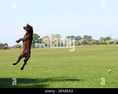 Lo spaniel di cioccolato marrone gioca e salta per la palla in un campo verde. Foto Stock