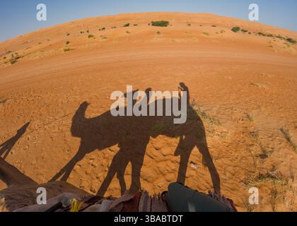 Una splendida silhouette di persone che cavalcano cammelli attraverso le vaste dune dorate delle Wahiba Sands in Oman durante il tramonto. Foto Stock