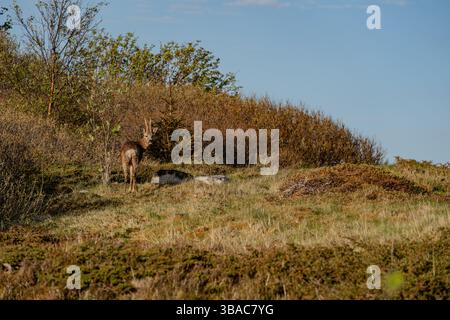 Il giovane capriolo in primavera. Foto Stock