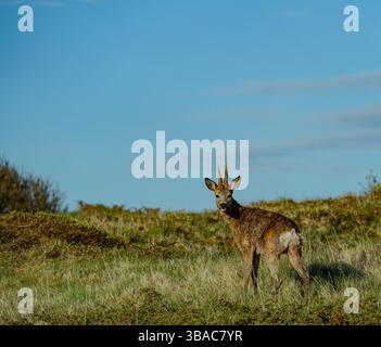 Il giovane capriolo in primavera. Foto Stock