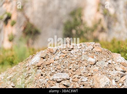 Piccolo Gufo (Athene noctua) in piedi su un mucchio di macerie vicino a Sülüngür Gölü vicino a Dalyan, Turkiye Foto Stock