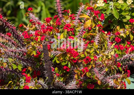 Magnifico Cristo rosso pianta alla luce del sole, libellula su un fusto in primo piano Foto Stock