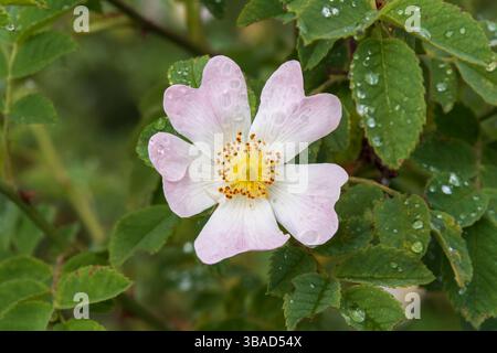 Primo piano di un fiore rosa rosa con foglie verdi e rugiada Foto Stock