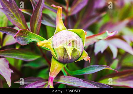 Vista ravvicinata del bocciolo chiuso di fiori di peonia con sepali verdi e foglie rosse in giardino durante la stagione primaverile. Svezia. Foto Stock
