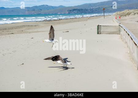 Due gabbiani su una spiaggia sabbiosa con onde sullo sfondo, uno in volo e uno a terra, sotto un cielo azzurro. Foto Stock