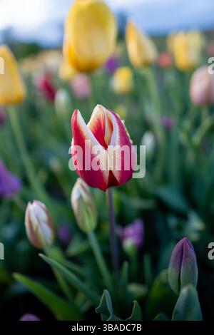 Un sorprendente tulipano rosso e giallo in fiore primaverile si erge alto con rugiada fresca sui suoi petali, catturata con una messa a fuoco nitida su uno sfondo leggermente sfocato Foto Stock
