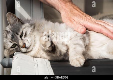 Uomo che accarezza un gatto siberiano grigio sdraiato su una sedia pieghevole Foto Stock