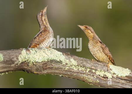 Due wryneck eurasiatici (Jynx torquilla), un piccolo e criptico membro della famiglia del picchio, appollaiato in modo allarmante su un ramo coperto di muschio e lichene. Foto Stock
