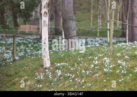 Snowdrops and silver birch trees at The Alnwick Garden, Northumberland, February 2025 Foto Stock