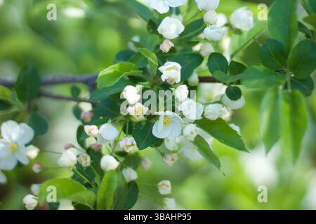 fiore in fiore Foto Stock