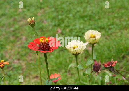 zinnia elegantemente in giardino, i preferiti del giardino dai fiori brillanti con colori vivaci e fiori duraturi, messa a fuoco morbida con sfondo sfocato Foto Stock