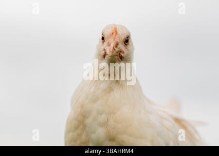 pullet-pollo-uovo-strato-cortile-flock-rosso-nero-bianco-gallina-singolo-gruppo-michigan-pasture-erba-da-solo Foto Stock