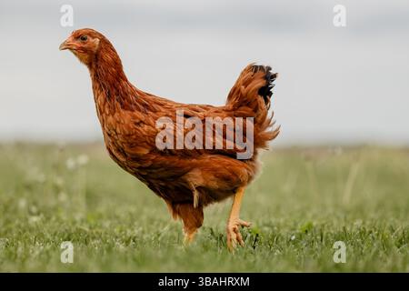 pullet-pollo-uovo-strato-cortile-flock-rosso-nero-bianco-gallina-singolo-gruppo-michigan-pasture-erba-da-solo Foto Stock