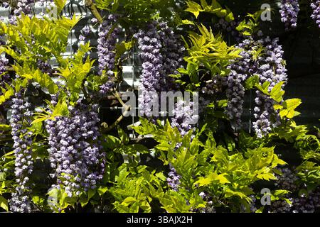 Wisteria in piena fioritura, che cresce su un edificio in stagno ondulato. Foto Stock