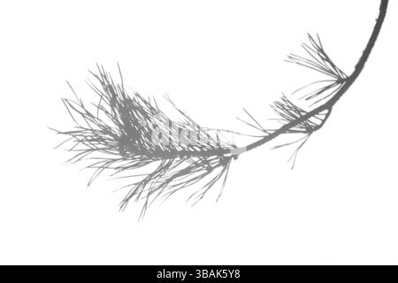 Sovrapposizione artistica del ramo di pino in tonalità monocromatiche con forma isolata e spazio di copia. Ideale per layout moderni a tema naturale e narrazione visiva Foto Stock