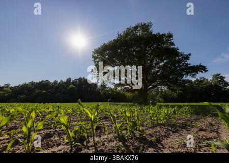 una quercia in un campo di mais verde con mais dolce giovane, una quercia in un campo con un raccolto di mais dolce, paesaggio Foto Stock