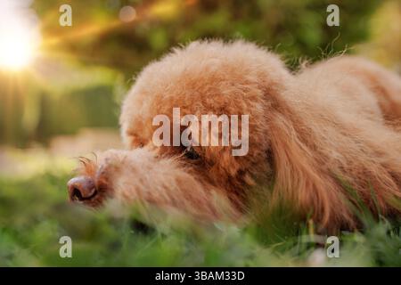 Adorabile e soffice cane che riposa tranquillamente sull'erba verde alla luce del tramonto dorato, primo piano di simpatici volti all'aperto. Foto Stock