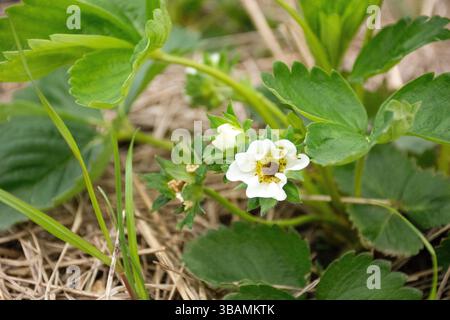 fiori di fragola danneggiati da ghiaccio, nucleo di fiori annerito. prodotto danneggiato Foto Stock