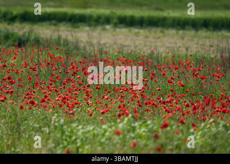 Densa striscia di papaveri rossi in fiore (Papaver rhoeas) sparsi in un prato rurale Foto Stock