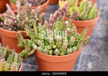 Piccola pianta "Stapelia Variagat" con steli dentati simili a cactus in vaso di fiori. Chiamato anche "Orbea variegata" Foto Stock