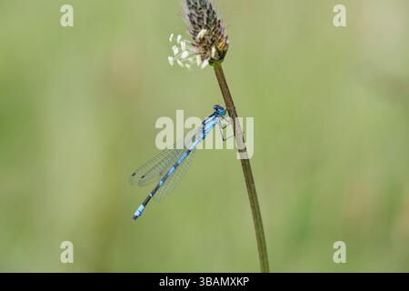 Damselfly blu comune; Enallagma cyathigerum; maschio; Regno Unito Foto Stock