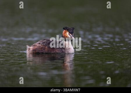 Great Crested Grebe; Podiceps Cristatus; On Water; UK Foto Stock