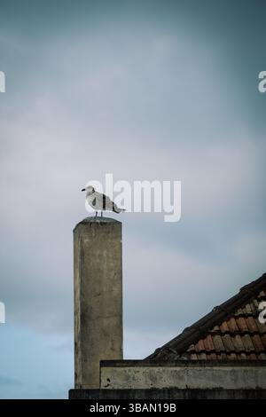 Gabbiano arroccato su una colonna di cemento contro un cielo nuvoloso, affacciato su un tetto piastrellato Foto Stock