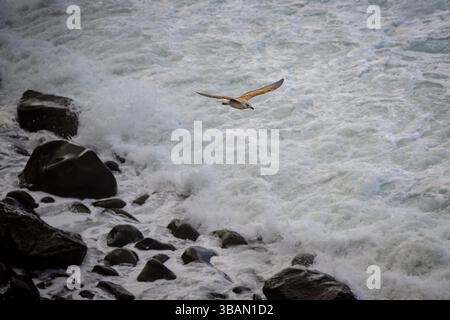 Gabbiano che vola sopra le onde oceaniche che si schiantano contro la costa rocciosa Foto Stock