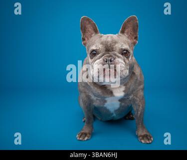 Vecchio bulldog francese Grey brindle seduto di fronte a uno sfondo blu Foto Stock