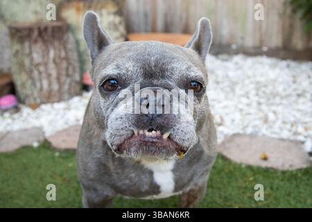 Vecchio bulldog francese Grey brindle in piedi in un giardino Foto Stock