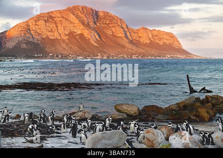 Paesaggio con colonia di pinguini africani (Spheniscus demersus) a Stoney Point sulla baia di Betty, Capo Occidentale, Sudafrica Foto Stock