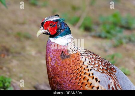 Fagiano con collo anulare, Phasianus colchicus, Inghilterra, Regno Unito Foto Stock