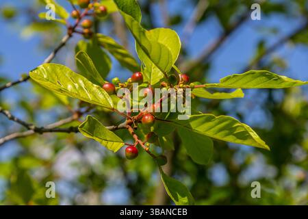 Prunus padus ciliegio di uccelli hackberry hagberry, rami di alberi di Mayday con bacche nere e foglie gialle su sfondo sfocato. Foto Stock