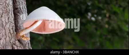 Copia lo spazio accanto a un fungo bianco con branchie rosa che crescono da un buco in un albero di legno di cane sopra il suolo nella foresta. Foto Stock