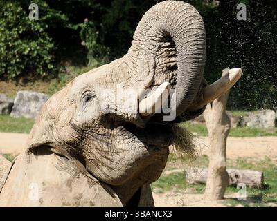 Ritratto elefante asiatico (Elephas maximus) mangiare fieno Foto Stock