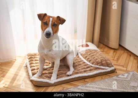 Un simpatico e divertente Jack Russel Terrier è sdraiato sul letto di peluche. Sfondo luminoso all'interno dell'ambiente. Il cane dorme sul morbido letto Fleecy PET Bed Foto Stock