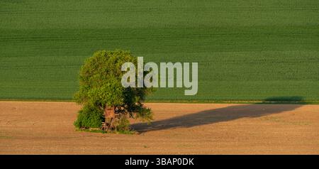 Un albero di quercia solitaria con una torre di caccia in una fattoria primaverile della Moravia Foto Stock