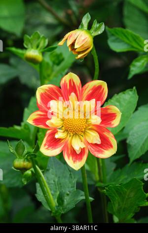 Dahlia Pooh - Swan Island, Dahlia Pooh, petali esterni arancioni con punte gialle variabili, disco centrale giallo e collare. Collarette Foto Stock